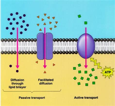 Maybe you would like to learn more about one of these? Biology EOC Resources / Unit 3: Cell Transport
