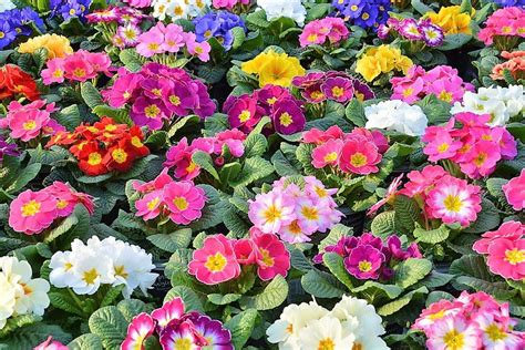 Primula 50 Seeds Vulgaris Yard Garden And Outdoor Living Wo10089692