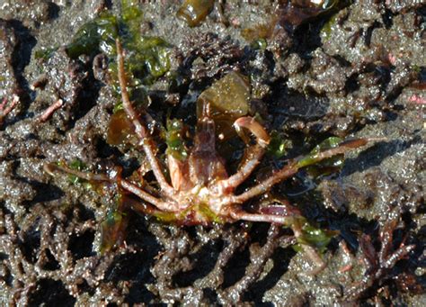 Graceful decorator crab, oregonia gracilis at monterey, california. Graceful Decorator Crab: Oregonia gracilis