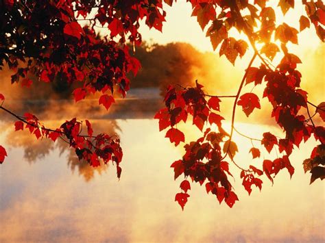 The Sun Shines Brightly Through Leaves On A Tree Near A Body Of Water