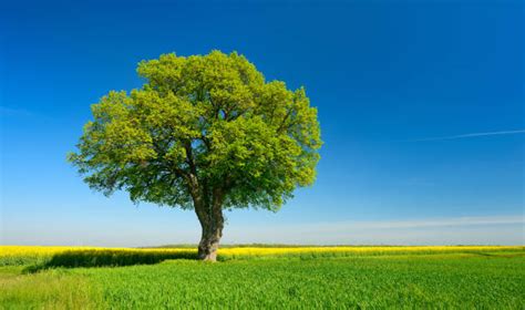 Single Tree Blue Sky Stock Photos Pictures And Royalty Free Images Istock