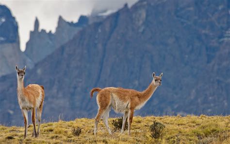 Two Guanacos (Lama guanicoe) standing on hill top. Torres del Paine