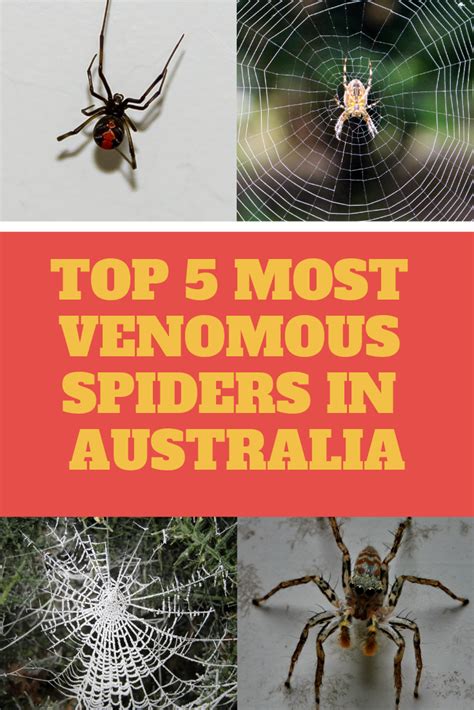 Most Venomous Spiders In Australia Wildlife Of Australia Moving To