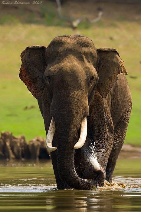 Asian Elephant - Endangered Species