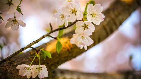 Let The Cherry Blossoms Bloom Mac Wallpaper Download Allmacwallpaper