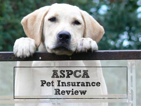 Read customer reviews and ratings from leading review sites, and see why customers rate healthy paws the best pet insurance for their dogs and cats. ASPCA Pet Insurance Review: Coverage by a 150-Year-Old ...