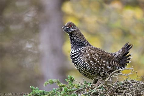 Spruce Grouse Photos And Natural History Information