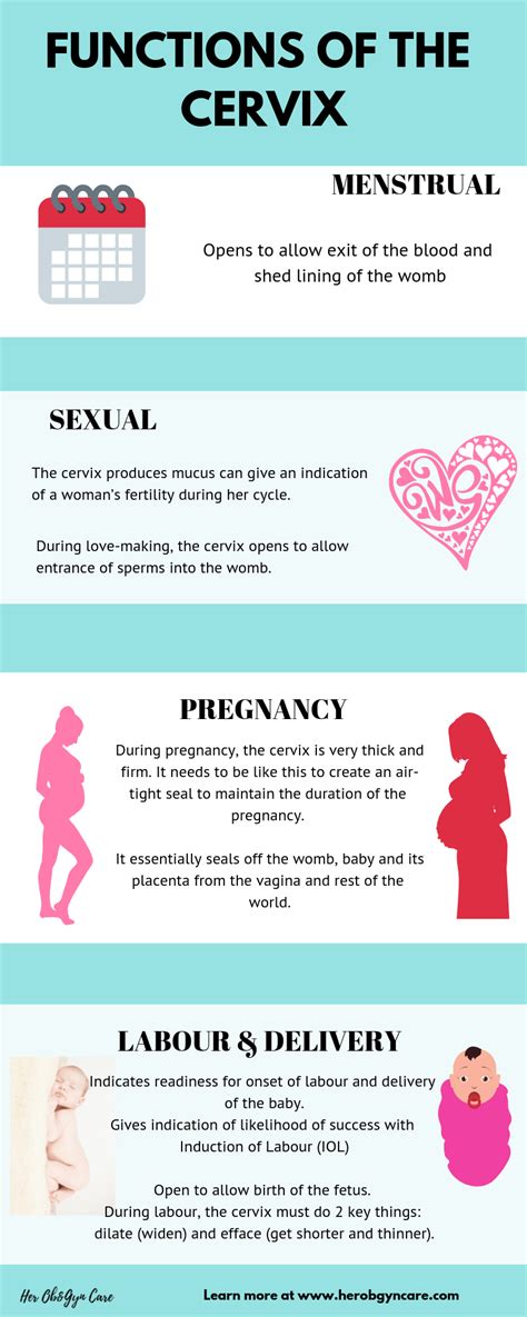 What Is The Cervix And Why Is It So Important Her Obandgyn Care