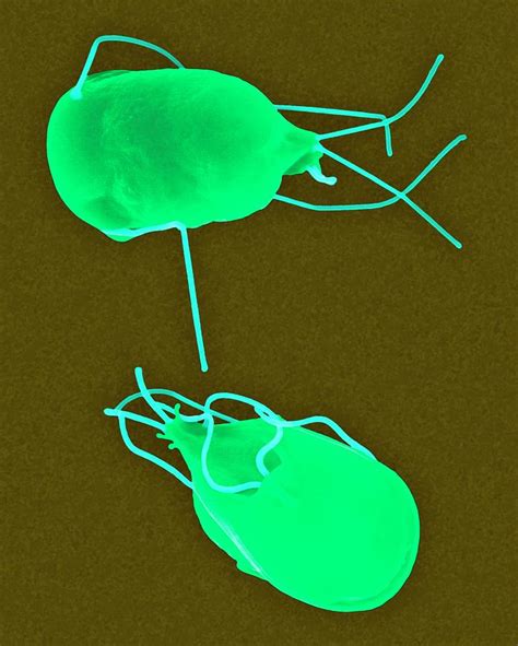 Giardia Lamblia Parasitic Protozoan Photograph By Dennis Kunkel