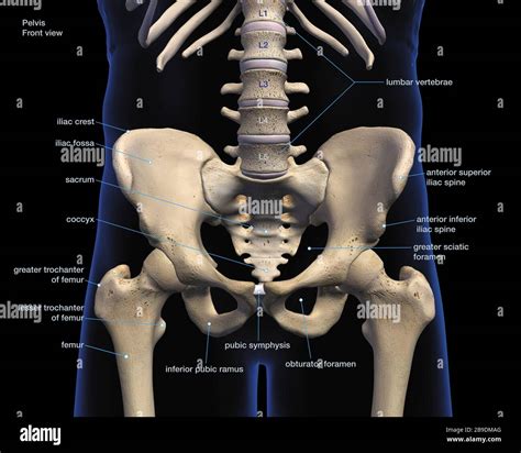 Labeled 3d Medical Illustration Of Male Pelvis Hip And Leg Bones On