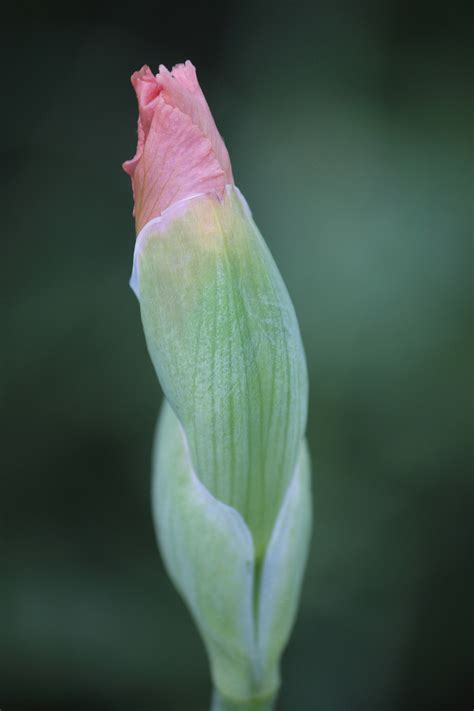 Iris Flower Bud Free Stock Photo Public Domain Pictures
