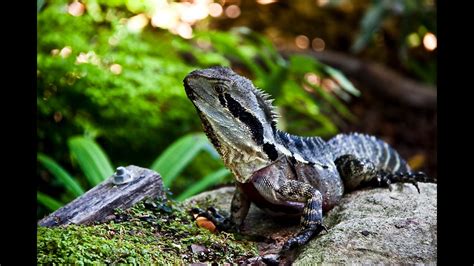 Types Of Domestic Lizards Crate Information Domestic And