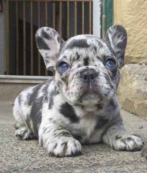 Great Isabella Fluffy French Bulldog For Sale In 2023 Learn More Here