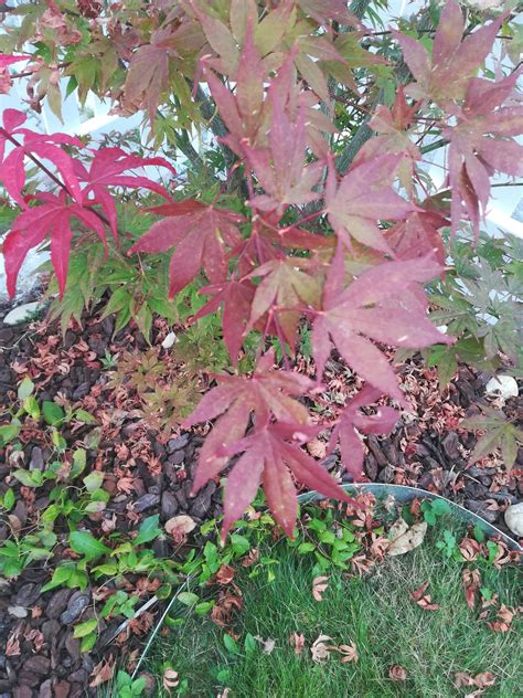 Cutleaf japanese maple, threadleaf japanese maple 'washi no o' (acer palmatum) by victorgardener. diseases - Is there a problem with my Japanese Maple shrub ...
