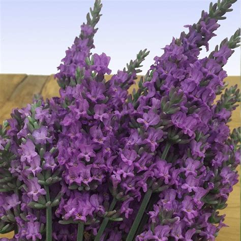 Sensational Lavender Plants For Sale