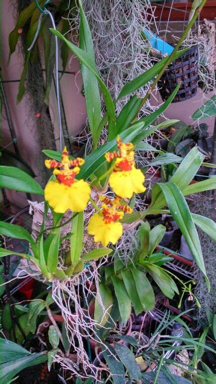 Oncidium Sp Orquideas Silvestres Orquideas Flores