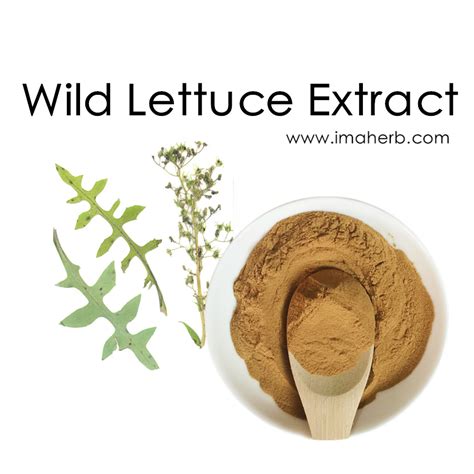 100 Natural Wild Lettuce Extractwild Lettuce Herb Extractwild