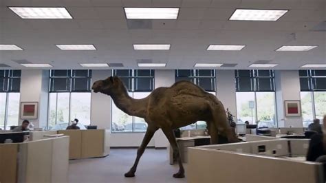 It is far easier for the proverbial camel to pass through the needle's eye, hump and all, than for an erstwhile colonial administration to give sound and a camel is a horse designed by committee. GEICO - Happier than a Camel on Wednesday (2013) - YouTube