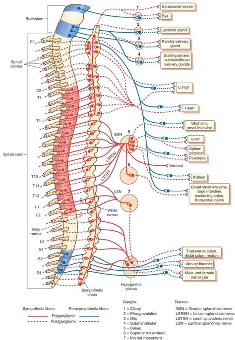 You have to be able to tell your computer what you. Nerve Innervation Of The Thoracic Spine The Autonomic ...