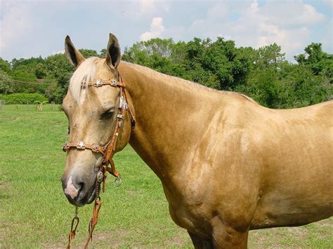 Palomino Horses Interesting Facts And Pictures Pet Keen