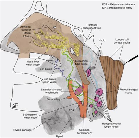 Face Lymph Nodes Map