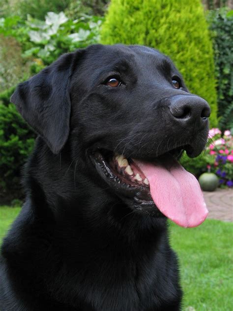 Labs Are Simply The Best Black Labrador Retriever Black Labs Dogs