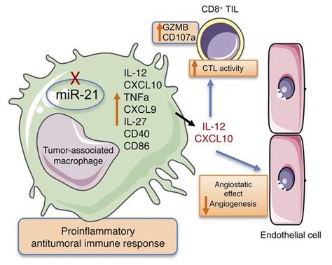 jci suppressing mir 21 activity in tumor associated macrophages promotes an antitumor immune