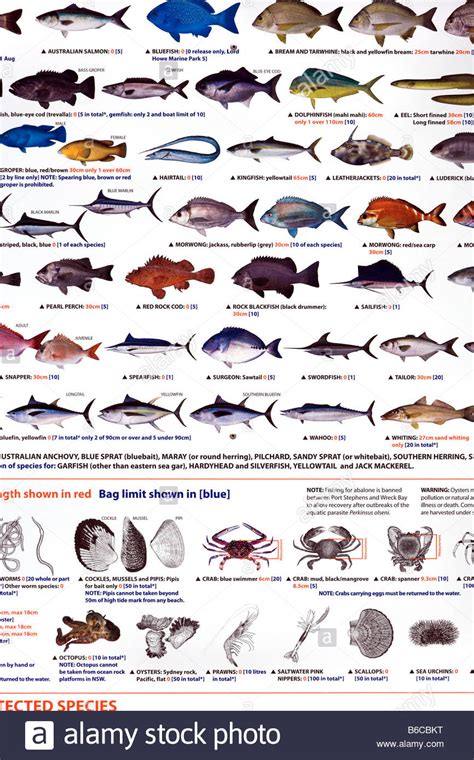 Sea Fish Size Limits