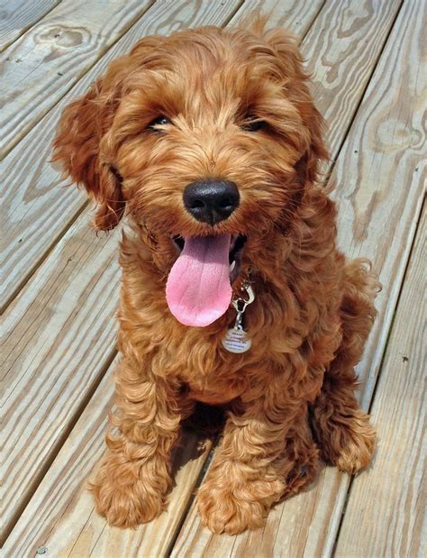 Buy and sell labradoodles puppies & dogs uk with freeads classifieds. Ollie the Australian Labradoodle | Labradoodle puppy ...