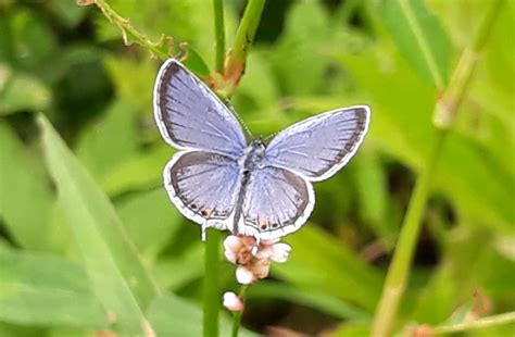 Lafayette Reporter Eastern Tailed Blue Butterfly