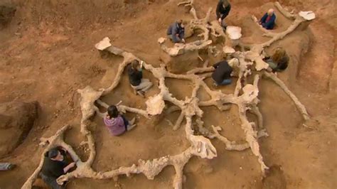 Bbc Two The Burrowers Animals Underground Uncovering An Underground