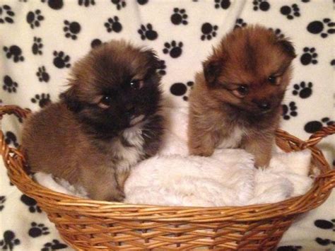 Pomeranian Pekingese Mix Puppies For Sale In Stockton California