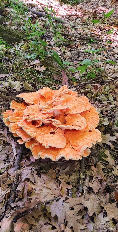 Chicken Of The Woods Mid Michigan Rmycology