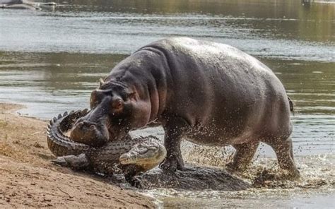 Hippo Vs Crocodile Wander Lord