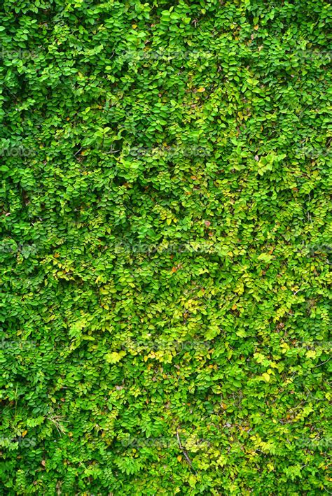 Ivy On The Wall — Stock Photo © Antpkr 41890087