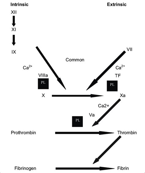 Coagulation Cascade And Phospholipids Figure Shows The Extrinsic And Download Scientific