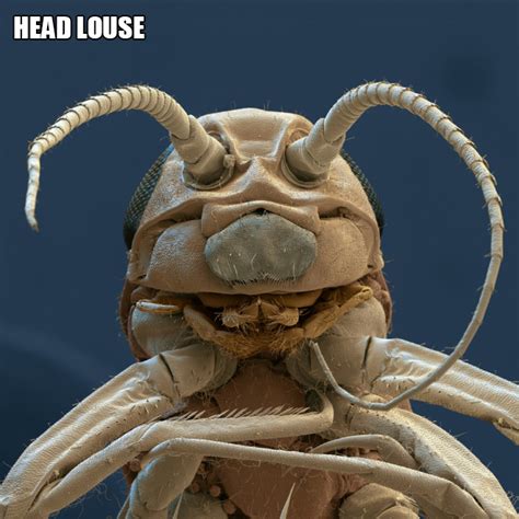 Terrifyingly Funny Creatures Under a Microscope