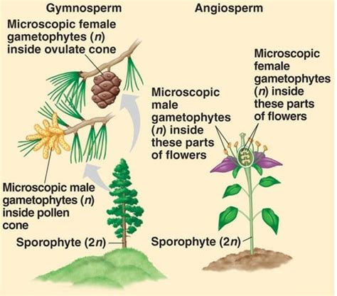 Gymnosperms And Angiosperms Life Cycle