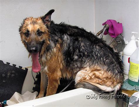 Haircut before and after groomed australian shepherd. Pet Grooming: The Good, The Bad, & The Furry: Shaving a ...
