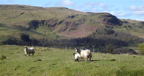 The campsie fells (also known as the campsies; Photo Gallery of Fintry Village in Strathendrick beneath ...