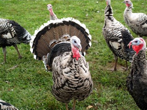 Narragansett Turkey A Perfect Meat Breed For Backyards Chickenmag