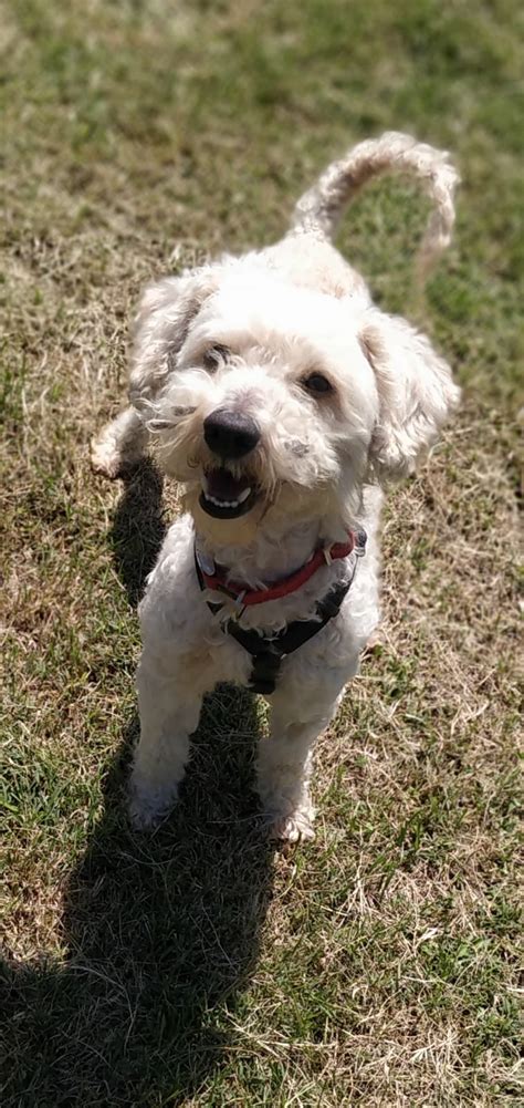 (il cambiamento climatico fa andare alla deriva numerosi iceberg e gli iceberg alla deriva danneggiano i fondali marini. Cochino il barboncino bianco! - AMICI CON LA CODA