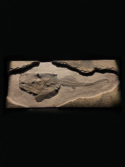 Rare Devonian Armored Fish Fossil — Still Life Fossils