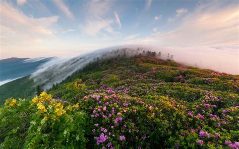 Rhododendron Flowers Mountain Flowers Morning Mist Blue Ridge Mountains