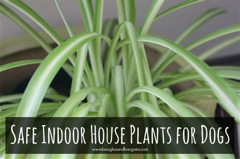 We did not find results for: Non-Toxic Indoor House Plants for Dogs | Colors, It is and ...