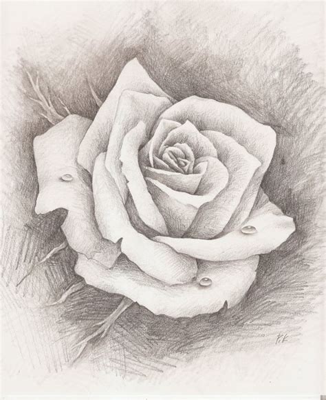 Pencil Sketch Of Rose Roses Drawing Rose Drawing Pencil Flower Drawing