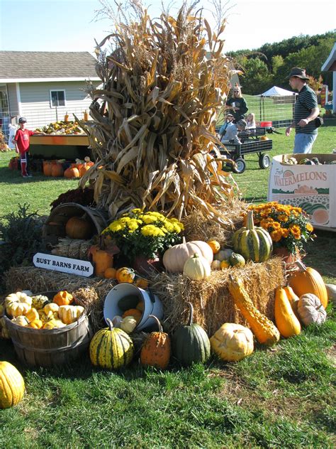 For A Large Display Like This One Tie 6 8 Corn Bundles Around A Stake