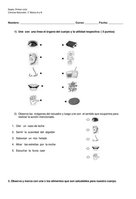 Guia Primero Basico Habitos Organos Y Funcion Higiene Ciencias