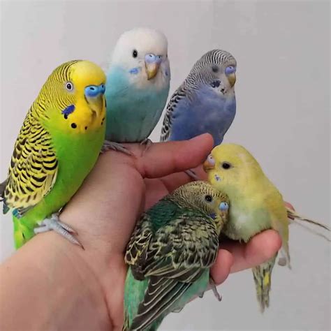 Are Parakeets Good Pets Pros And Cons
