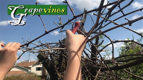 How To Propagate And Grow Grape Vines From Cuttings Part 2 Of 2 The